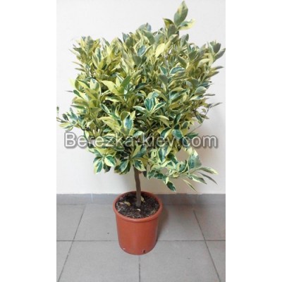 Мандарин комнатный (Citrus variegata mitis)